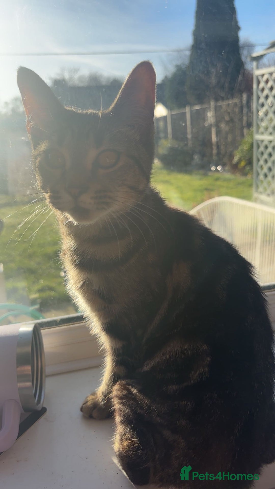 British Shorthair cats for sale: 2 kittens for sale  - Advert 6