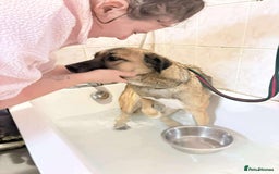 Mixed Breed dogs for adoption: Amelia - Daventry Northamptonshire  - Advert 10