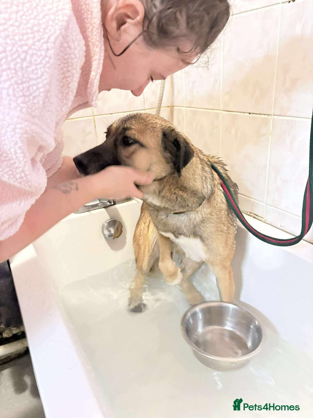 Mixed Breed dogs for adoption: Amelia - Daventry Northamptonshire  - Advert 10