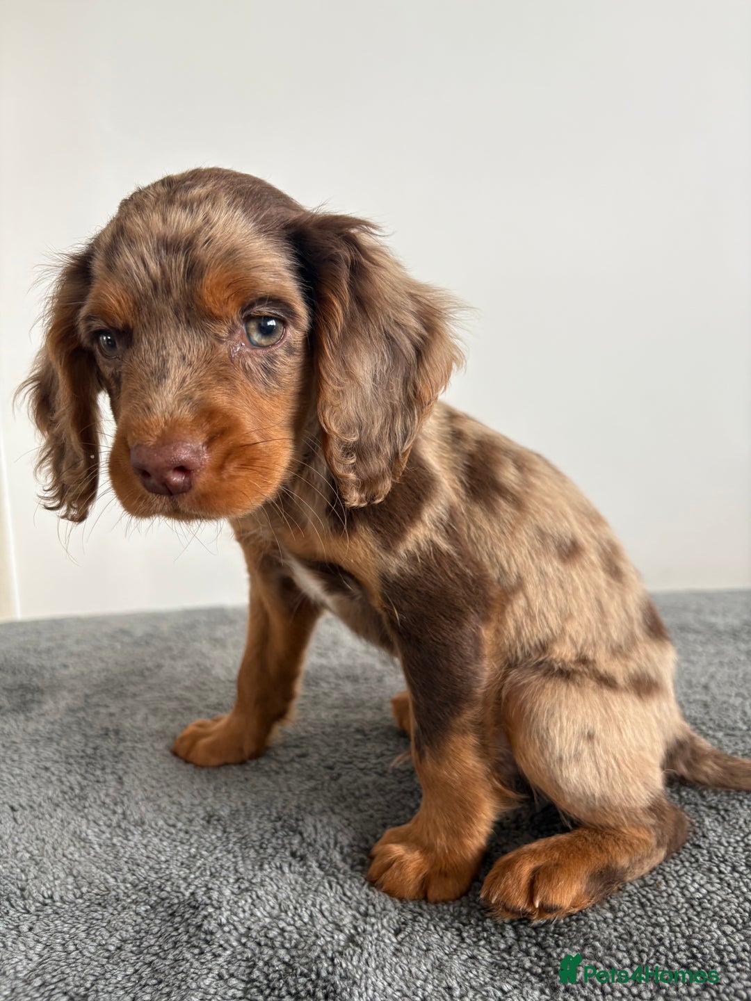 Cocker Spaniel dogs for sale: Cocker spaniel puppies  - Image 4