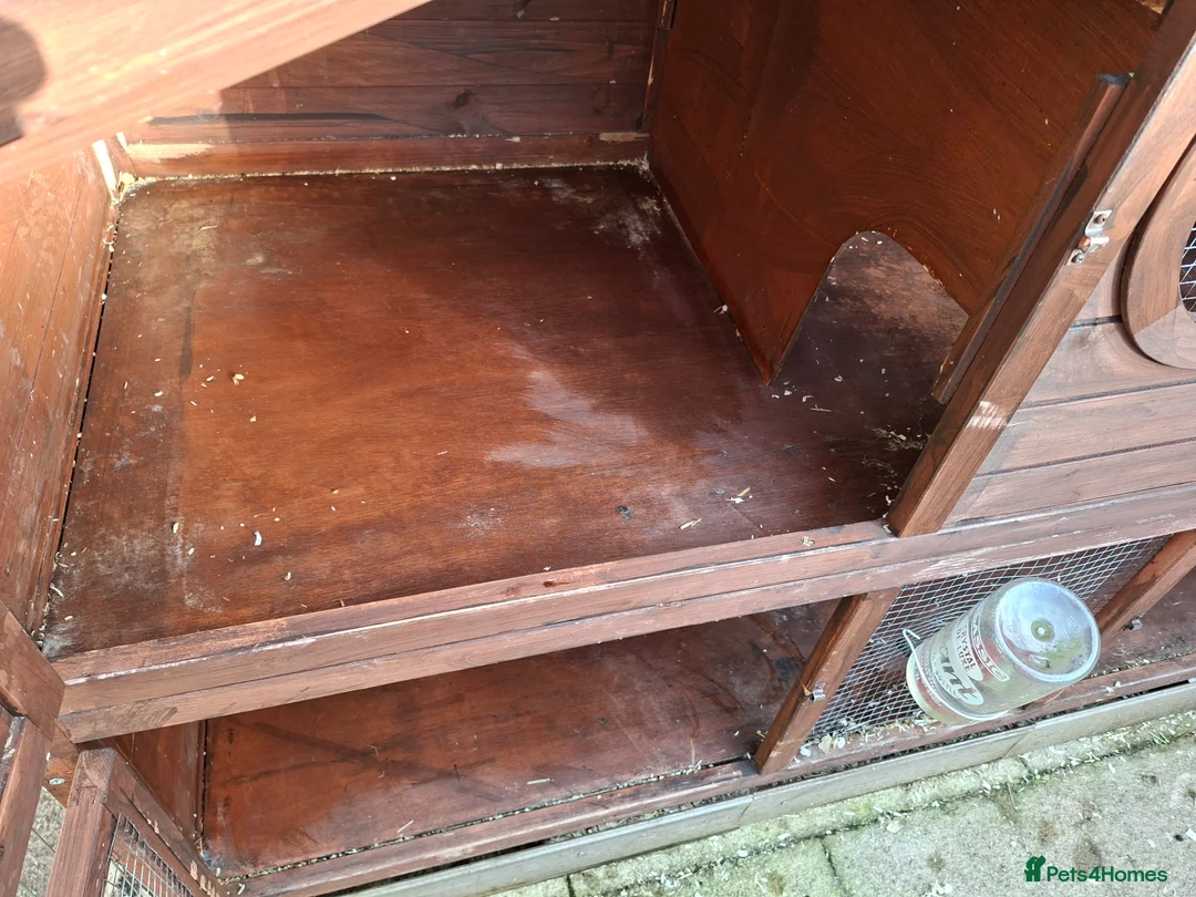 Lionhead rabbits for sale: Pedigree Double Mained Lionhead Un Neutured Male  - Advert 14