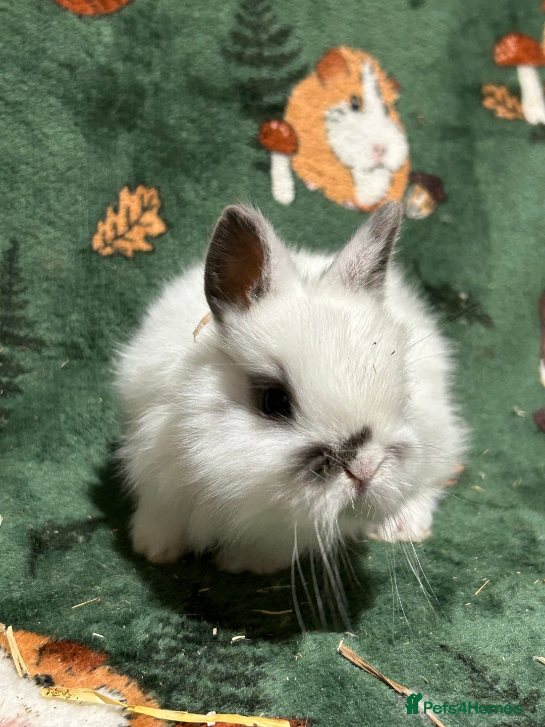 Netherland Dwarf rabbits for sale: Baby Netherlands Dwarf Bunnies  - Advert 7