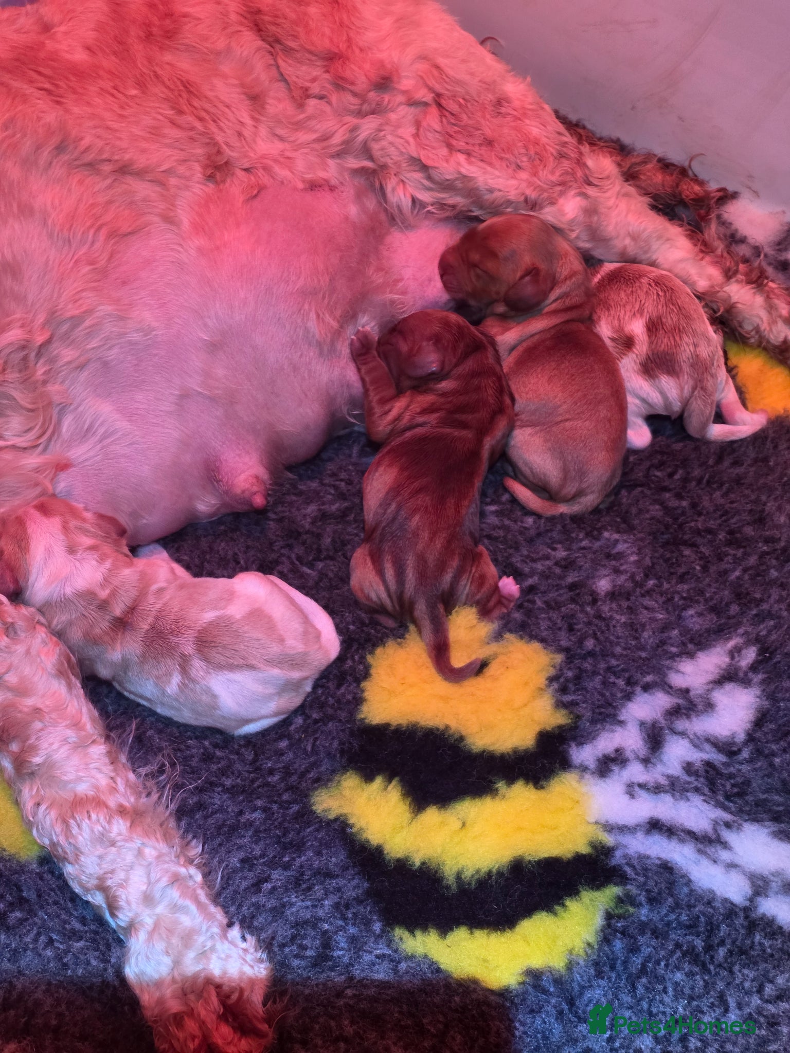 Cockapoo dogs Health Tested F2 Cockapoo Puppies  - Advert 2
