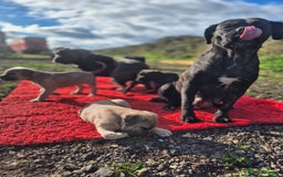 Cane Corso dogs for sale: Class Corsos  - Advert 13
