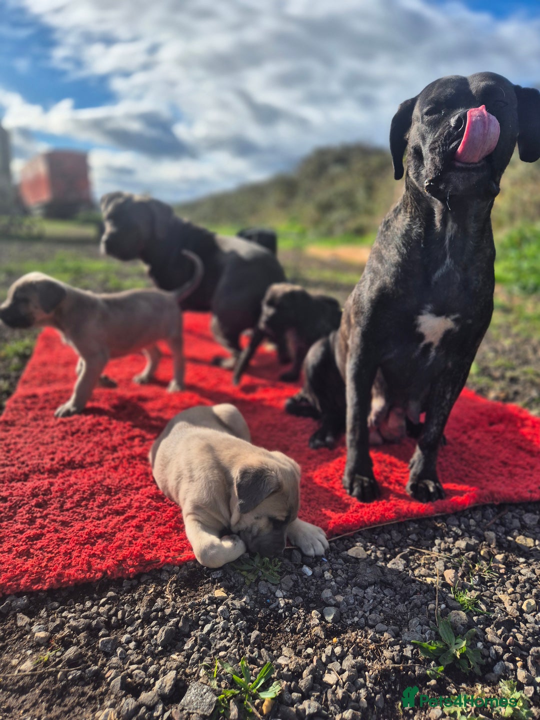 Cane Corso dogs for sale: Class Corsos  - Advert 13