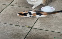 Domestic Shorthair cats for sale: Kittens For Sale – Ready to Join Your Home! - Image 12
