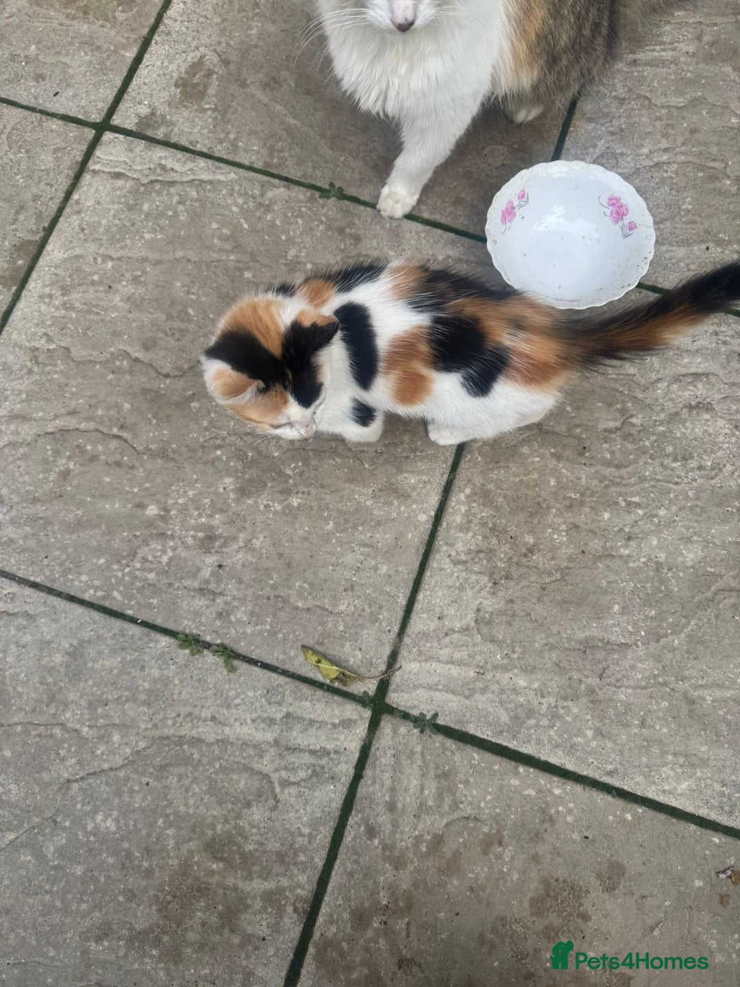Domestic Shorthair cats for sale: Kittens For Sale – Ready to Join Your Home! - Image 12
