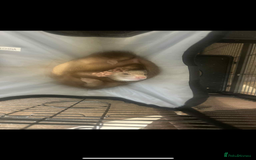 Ferret rodents for sale: 2 female ferrets looking for new home  - Image 3