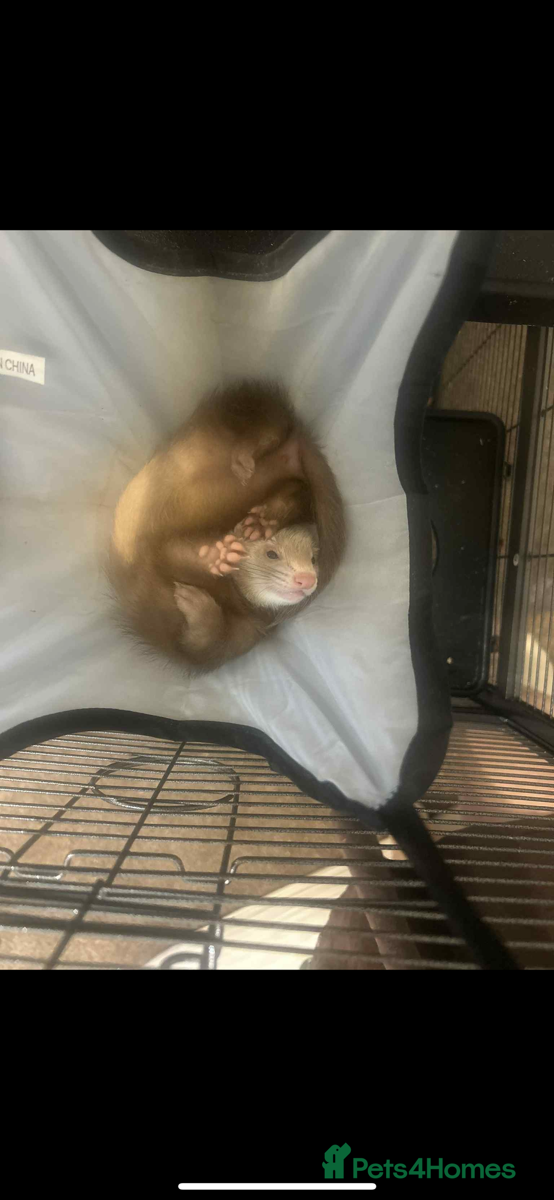 Ferret rodents for sale: 2 female ferrets looking for new home  - Image 3