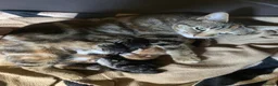 Mixed Breed cats for sale: Lovely mixed litter, ready now.  - Advert 8