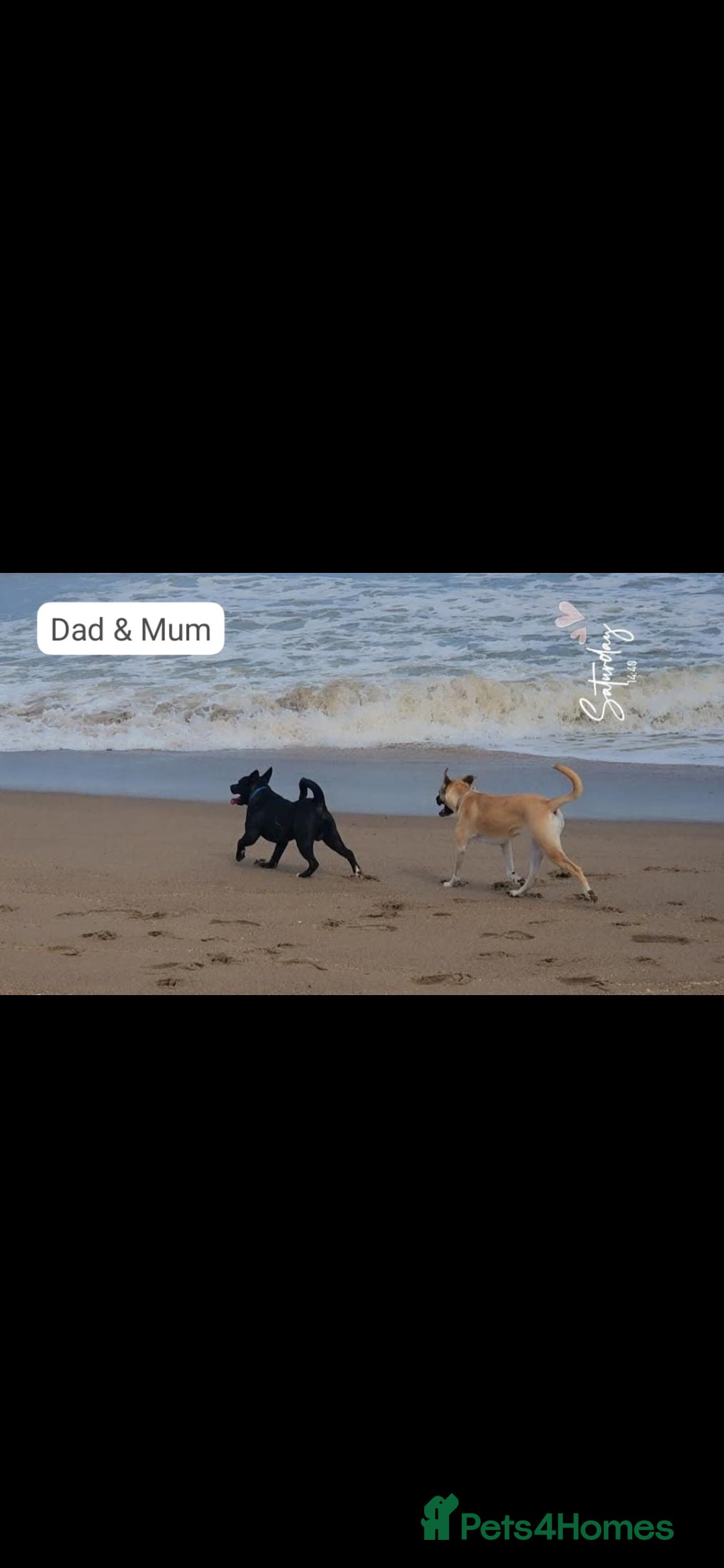 Mixed Breed dogs for sale: Beautiful Mix, Husky/Corso X Akita/Staff, Large  - Advert 8