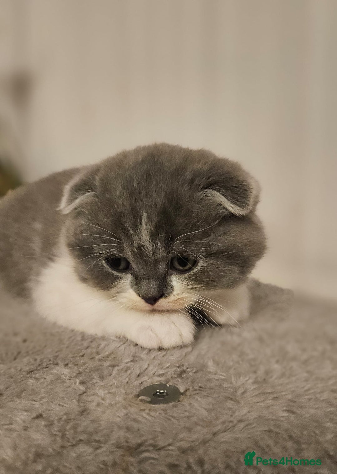 Scottish Fold cats for sale: Scottish Fold Kittens  - Advert 6