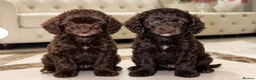 Cockapoo dogs for sale: F1 Cockapoo Puppys in Harlow - Advert 4