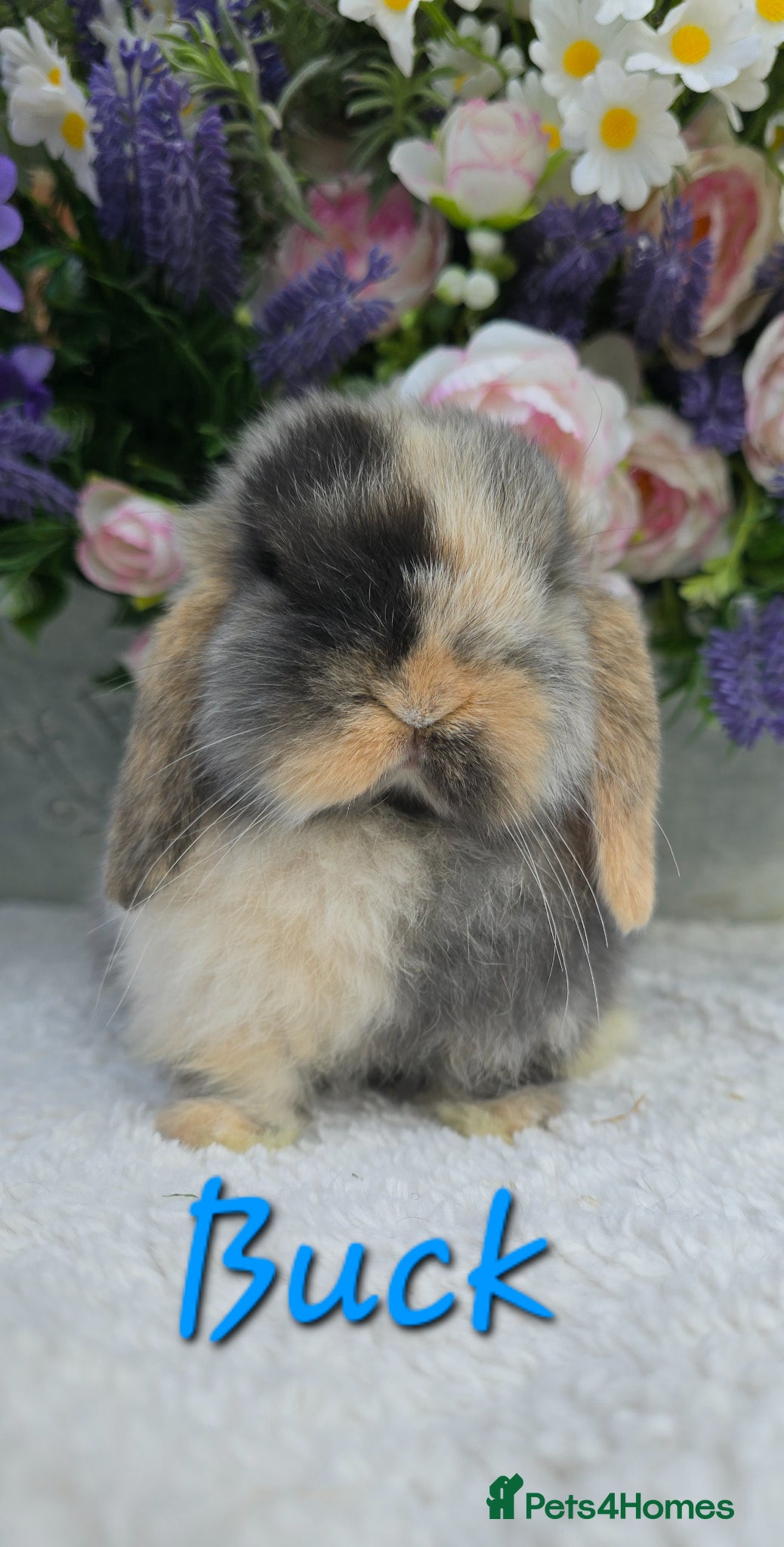 Mini Lop rabbits Beautiful quality mini lops - Advert 1