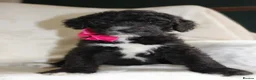 Sheepadoodle dogs for sale: F1 Sheepadoodle Puppies | 5* Licensed Breeder - Advert 27