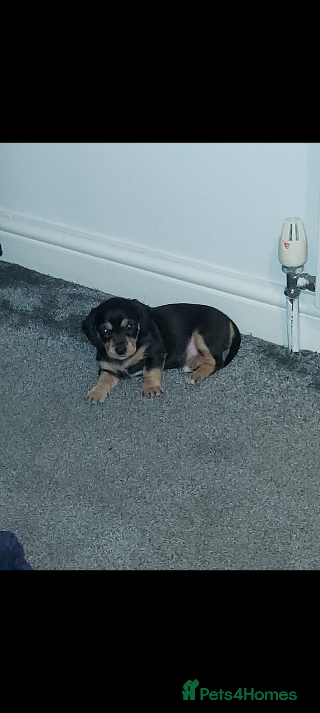 Mixed Breed dogs for sale:  ❤️Two girls very lovely❤️Daschaund with bishon  - Image 11