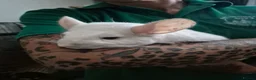 Chinchilla rodents for sale: Adult female chinchilla  - Advert 4