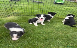 Border Collie dogs for sale: Border collie puppies ready now  - Image 10