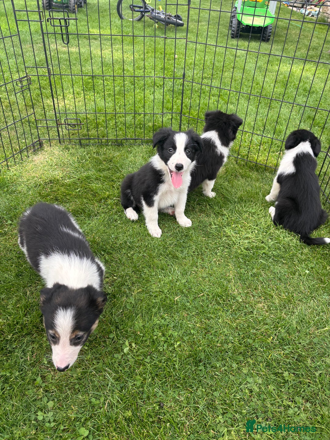 Border Collie dogs for sale: Border collie puppies ready now  - Image 10