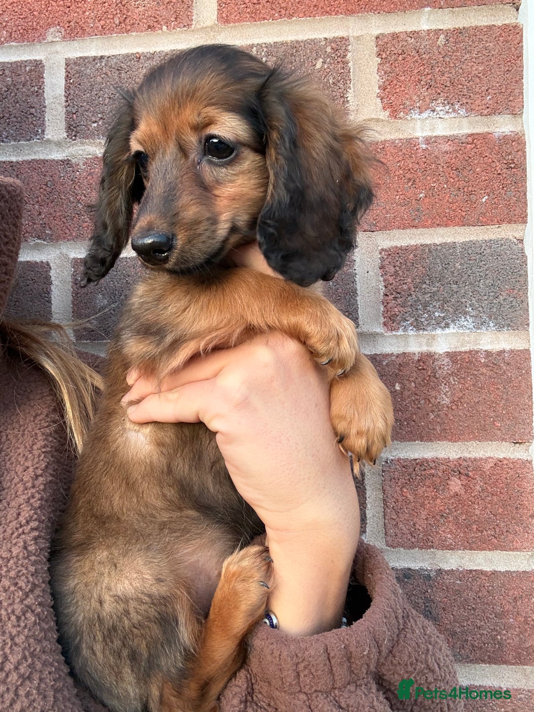 Miniature Dachshund dogs for sale: ⭐️KC Russian champ PRA clear long haired minis⭐️ - Advert 2