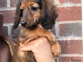 Miniature Dachshund dogs KC champion line long haired minis - Advert 1