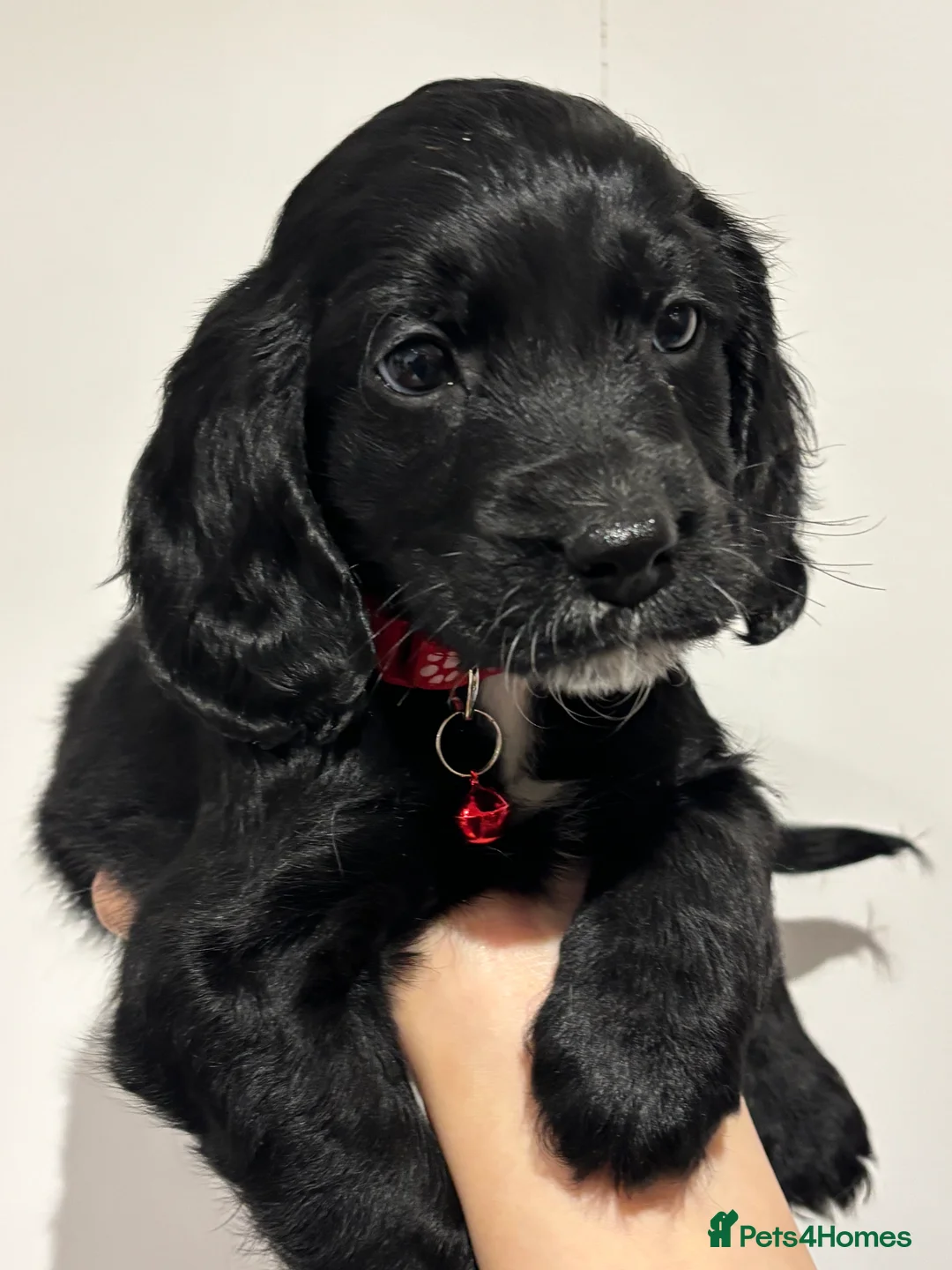 Cockapoo dogs for sale: Beautiful Cockapoo Puppies – 6 Boys & 2 Girls - Advert 37