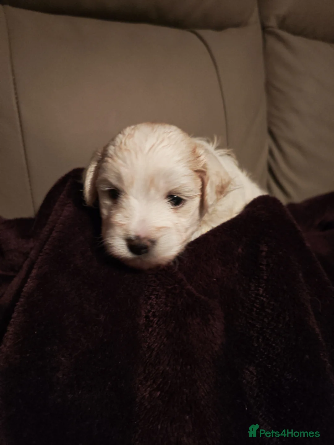 Mixed Breed dogs for sale: Maltipoo x Coton de Tulear Puppies – 5 Males - Advert 22