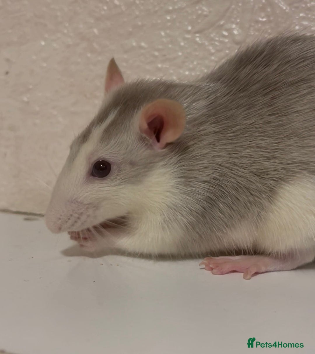 Rat rodents for sale: 2 x Gorgeous Very Friendly Male Fancy Rats - Advert 5
