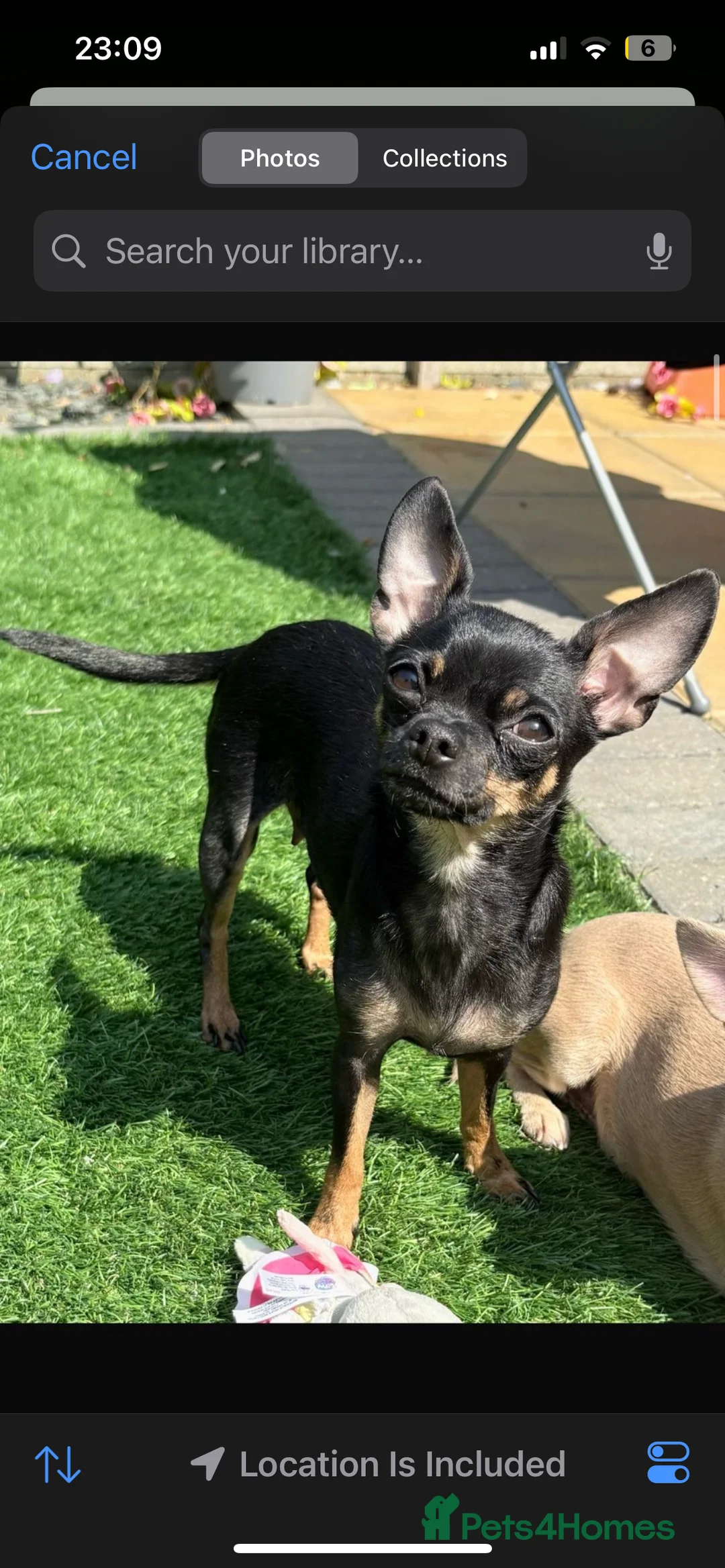 Chihuahua dogs for sale: Chihuahua Puppies  - Advert 9