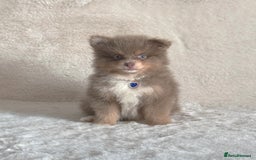 Pomsky dogs for sale: Genuine Rare lilac/tan toysize male Pomsky puppies - Image 4