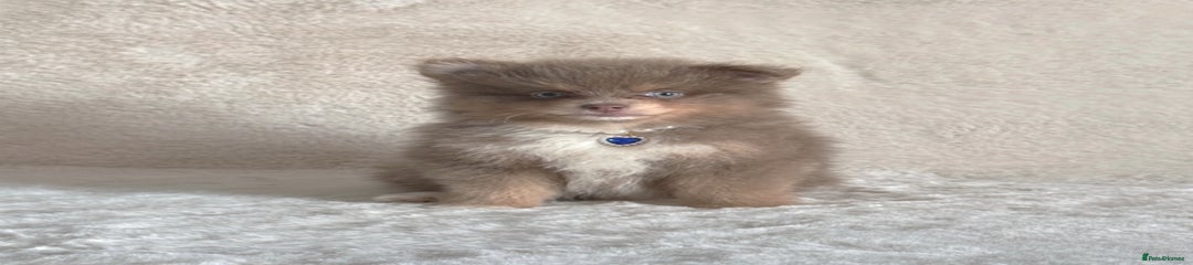 Pomsky male Puppy 3