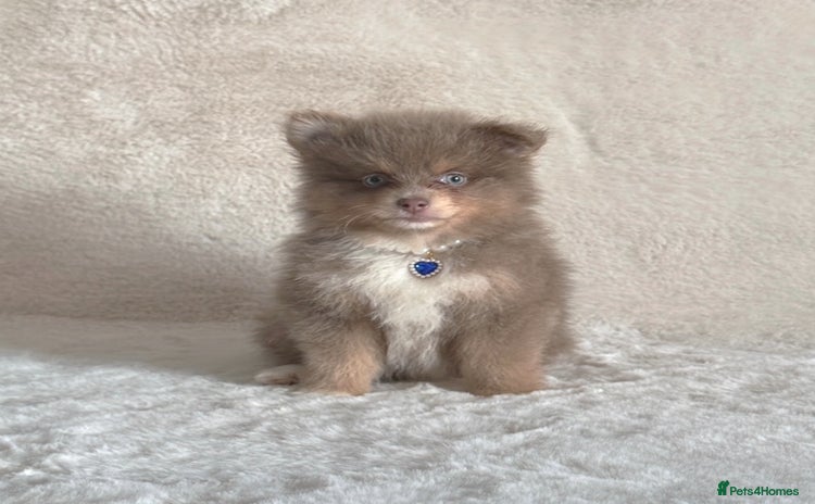 Pomsky dogs - Advert 2