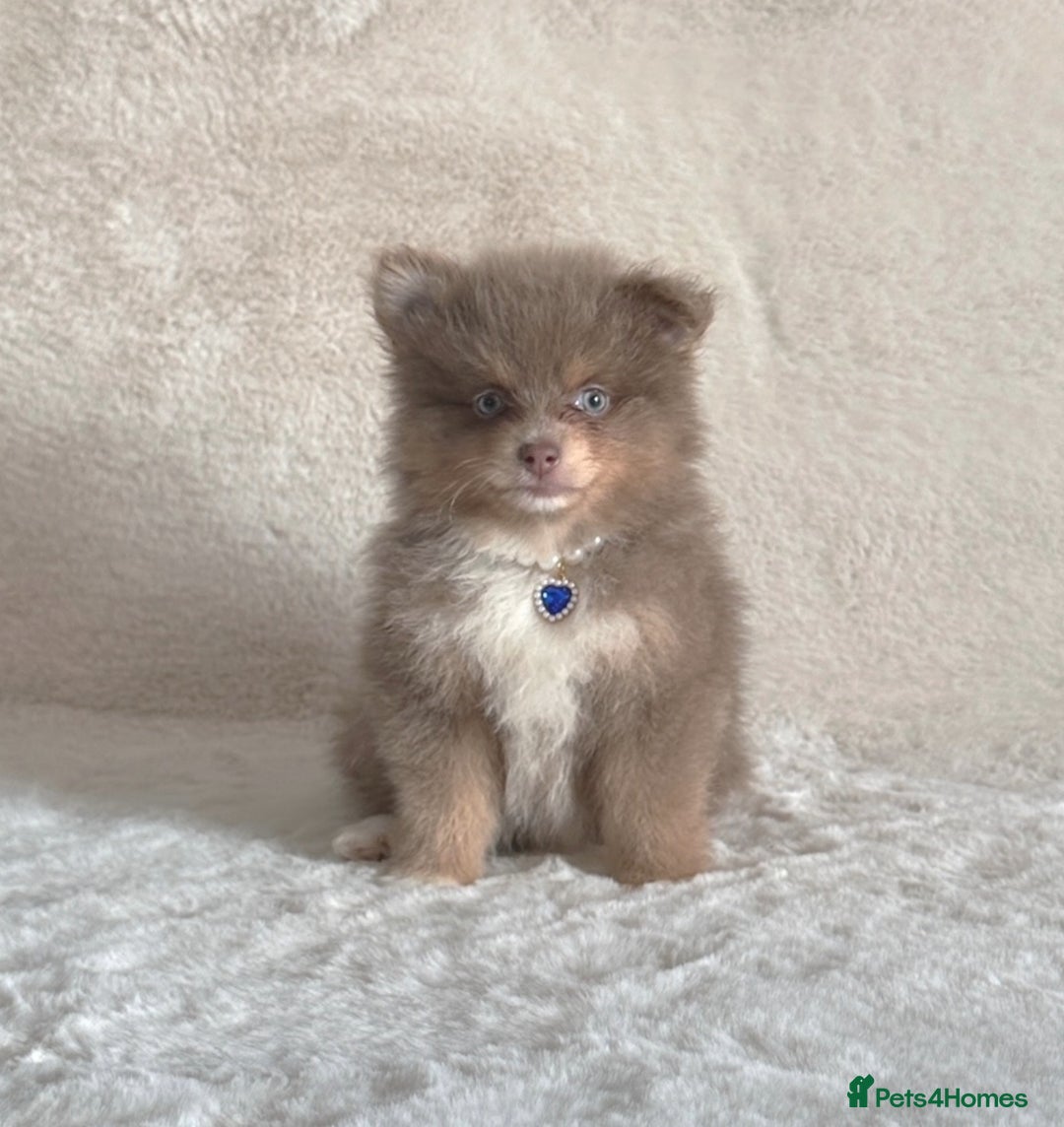 Pomsky dogs for sale: Genuine Rare lilac/tan toysize male Pomsky puppies - Image 4