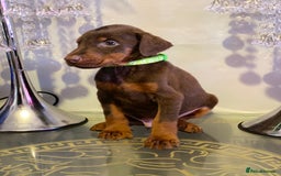 Dobermann dogs for sale: Gorgeous Eu**an Dobermann Puppies - Image 17