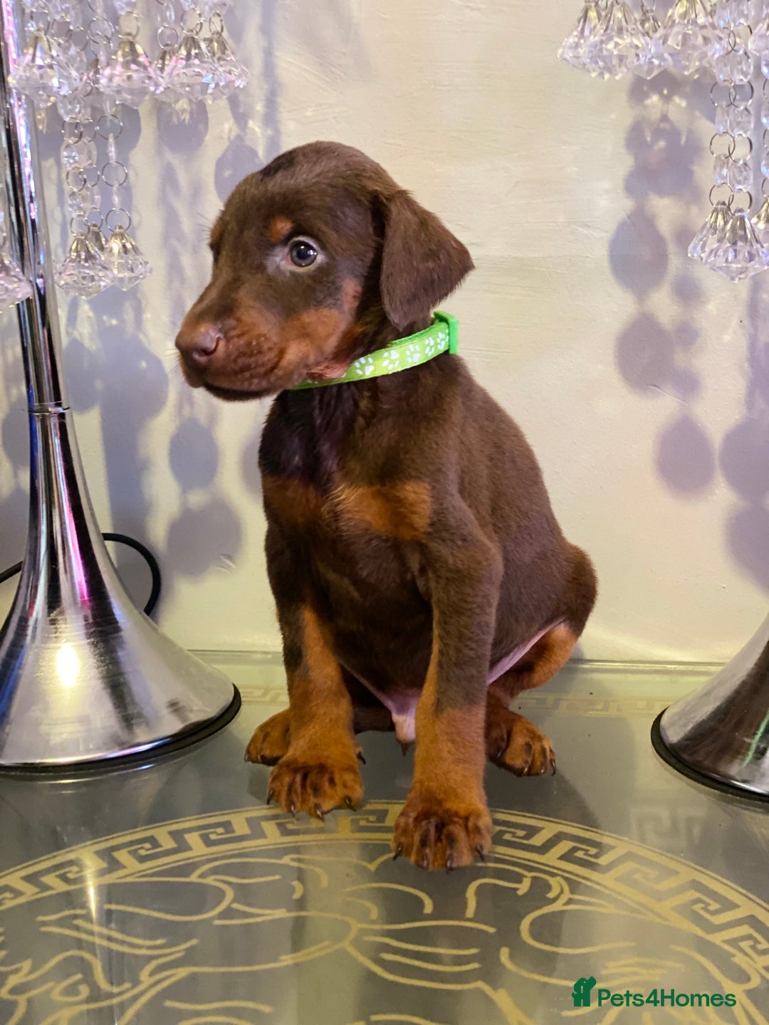 Dobermann dogs for sale: Gorgeous Eu**an Dobermann Puppies - Image 17