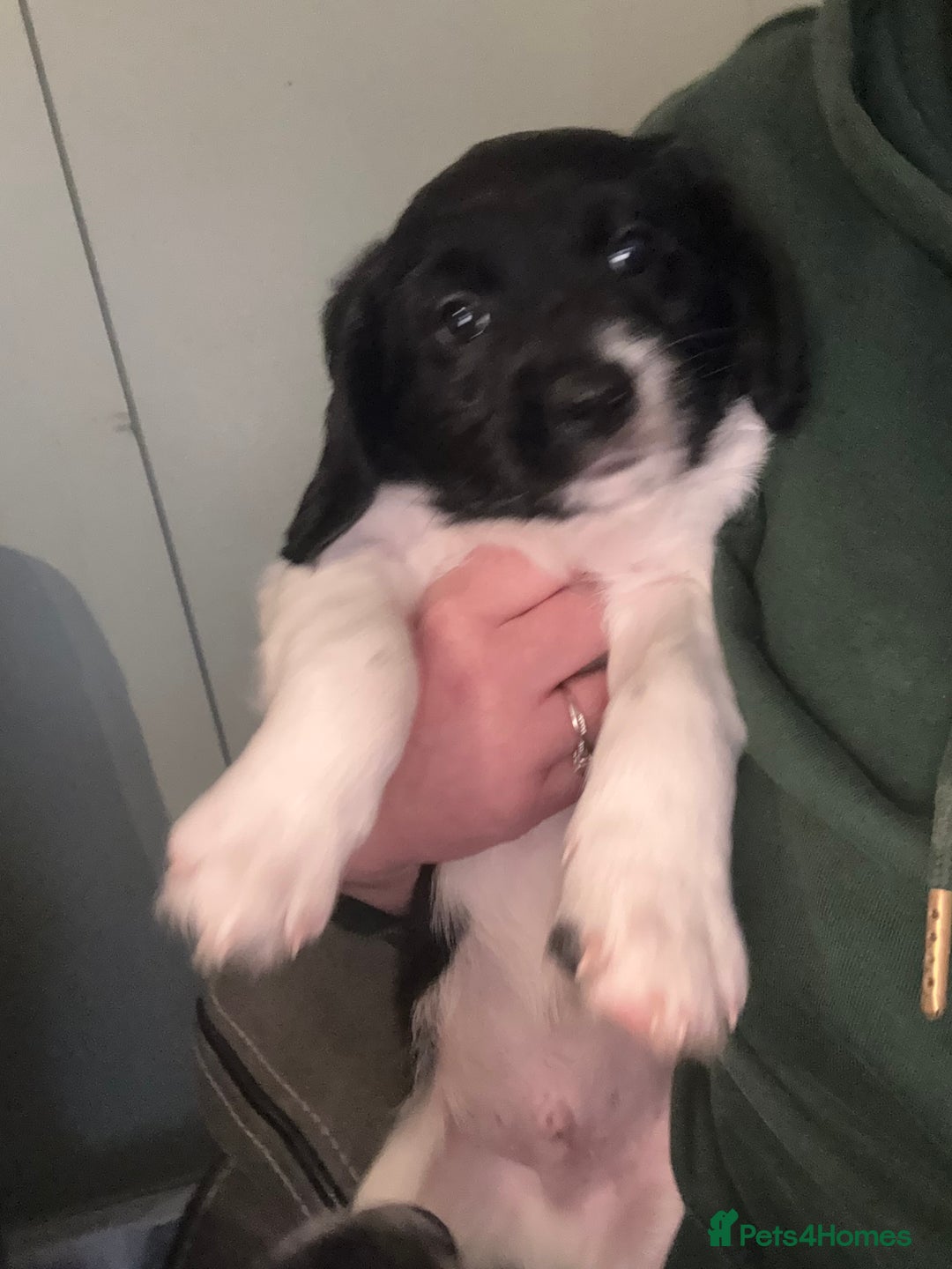 Mixed Breed dogs for sale: Two little black and white male pups left  - Advert 7