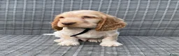 Cocker Spaniel dogs for sale: KC registered Cocker Spaniel Pups DNA tested - Advert 5
