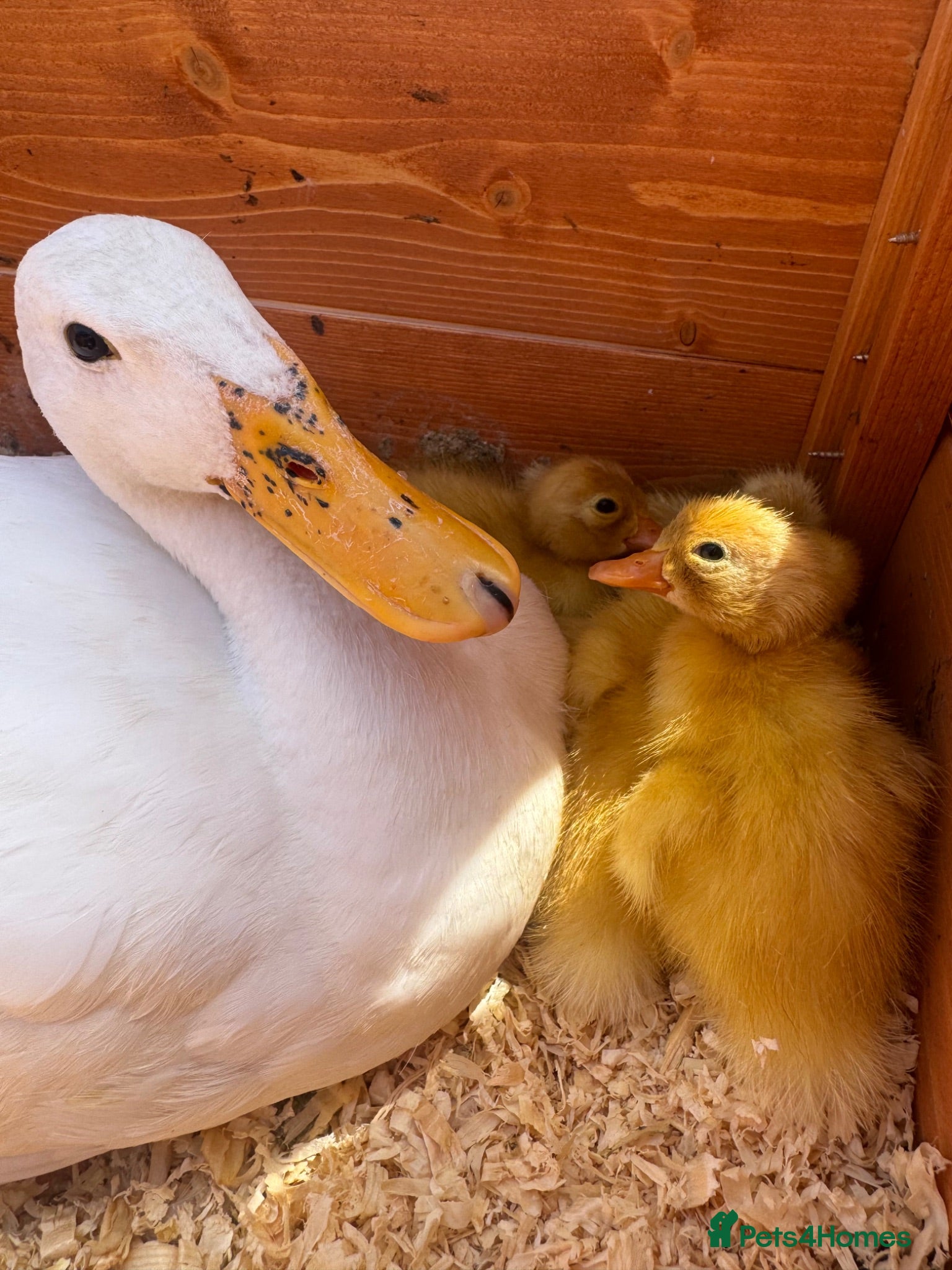 Ducks poultry Indian Runner Ducklings for sale - Advert 6