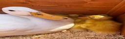 Ducks poultry for sale: Indian Runner Ducklings for sale in Kettering - Advert 1