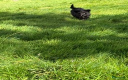 Miniature Schnauzer dogs for sale: Stunning Black Miniature Schnauzer  - Image 8