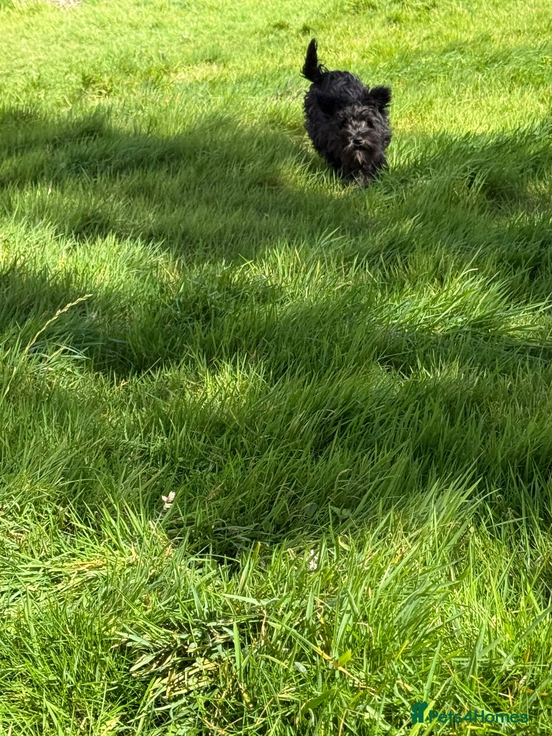 Miniature Schnauzer dogs for sale: Stunning Black Miniature Schnauzer  - Image 8