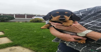 Miniature Dachshund dogs - Advert 6