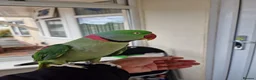 Parrots birds for sale: Super Tamed Alexanderian Parrot for sale - Advert 5