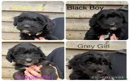 Bordoodle dogs for sale: Quality Miniature Bordoodles  - Image 1