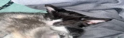 Russian Blue cats for sale: Gorgeous kittens for sale in London - Advert 3
