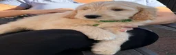 Goldendoodle dogs for sale: Australian Golden Doodle Puppies - READY NOW - Advert 16