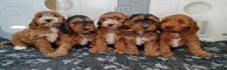 Cockapoo dogs for sale: Gorgeous F1 Cockapoos in Llangammarch Wells - Advert 6