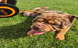 Chow Chow dogs for stud: Bulldog dog x chow chow - Image 4