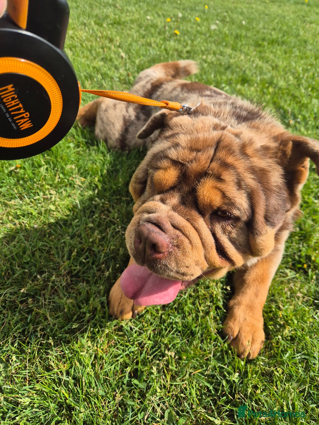 Chow Chow dogs for stud: Bulldog dog x chow chow - Image 4