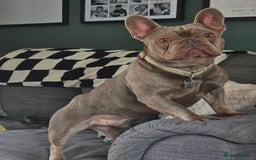 French Bulldog dogs for sale: Beautiful Bronny seeking a dog free home  - Image 4